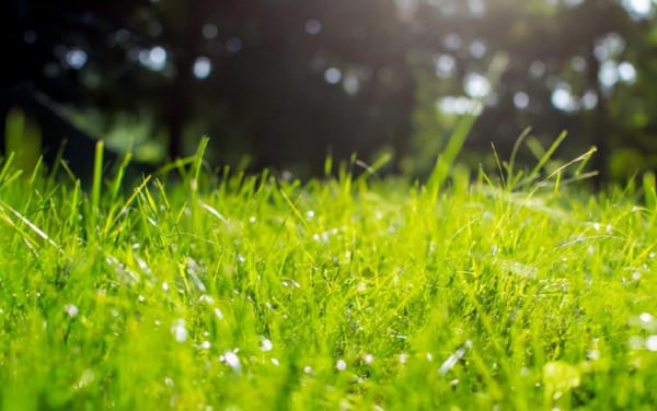 骨折凱和“綠色”痴痴纏纏了一生