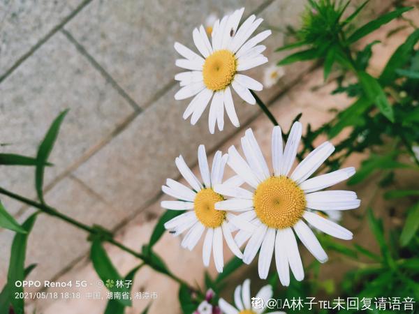 夏日養花太麻煩?別慌,雛菊花期長又省心 夏日養花太麻煩?別慌,雛菊花期長又省心