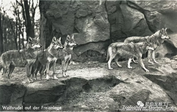 沒救了，燉了吧：二戰中的德國柏林動物園