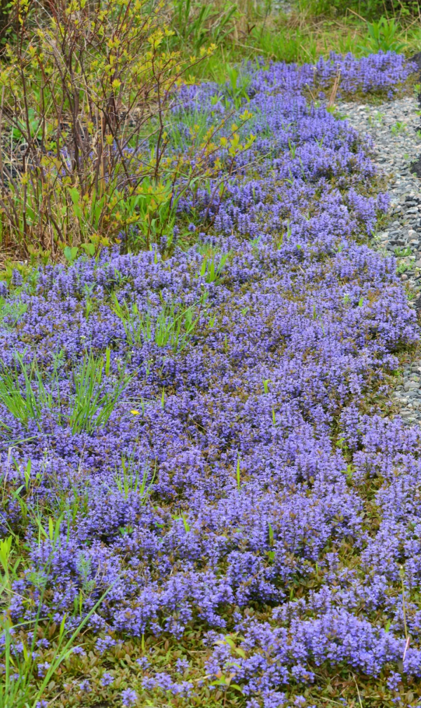 7種最好用的地被植物：豐富花境花園色彩，控制雜草