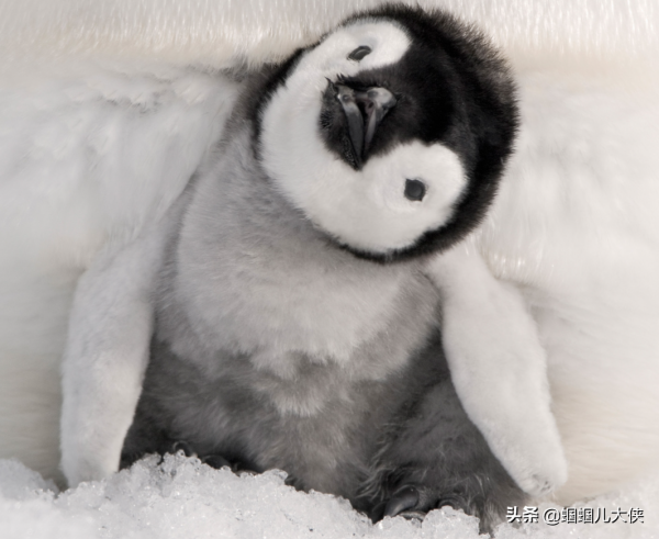 27種動物照片大集合,出生不久的小刺蝟長成這樣,大自然真神奇 27種動物照片大集合,出生不久的小刺蝟長成這樣,大自然真神奇