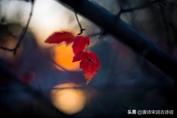 何處得秋霜 何處得秋霜