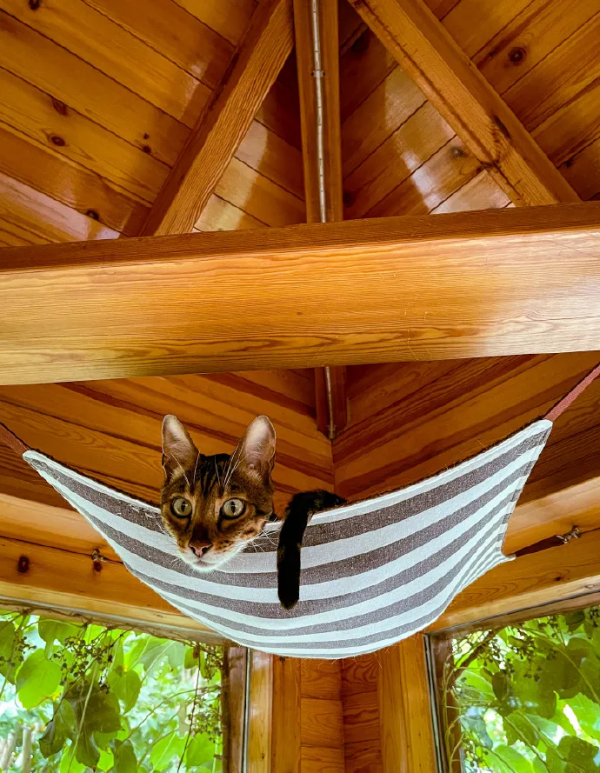 貓館長的業餘生活，大公開