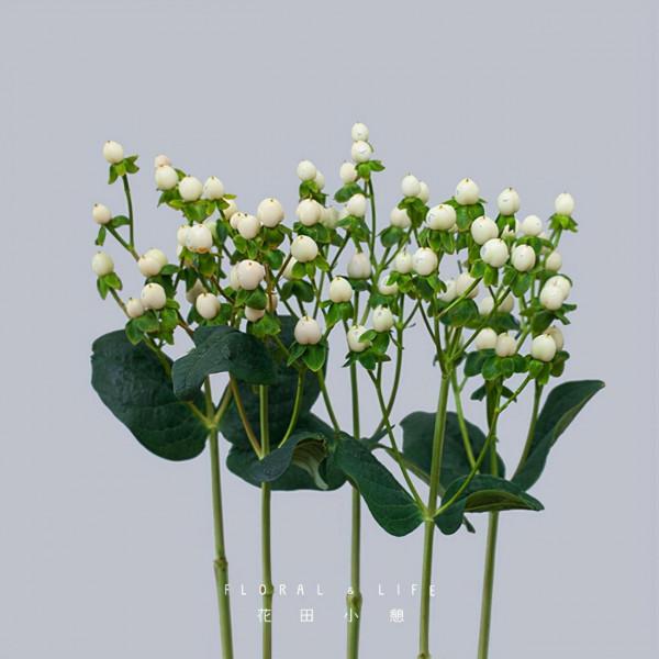 豔麗的觀賞花卉-植物非試管高效快繁火龍珠 豔麗的觀賞花卉-植物非試管高效快繁火龍珠