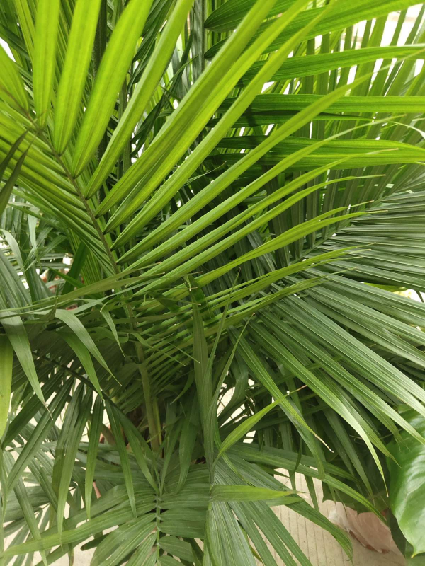 5種“氣質綠植”,氣質好有品味,還能增強室內層次感 5種“氣質綠植”,氣質好有品味,還能增強室內層次感