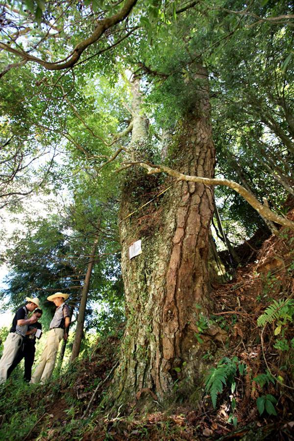 12株“中國最美古樹”圖鑑 12株“中國最美古樹”圖鑑