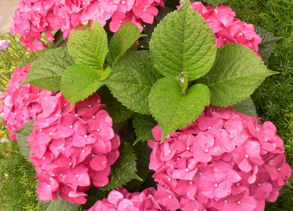 15天后，4個星座，事業高升，職場如魚得水，全靠平時勤奮好學