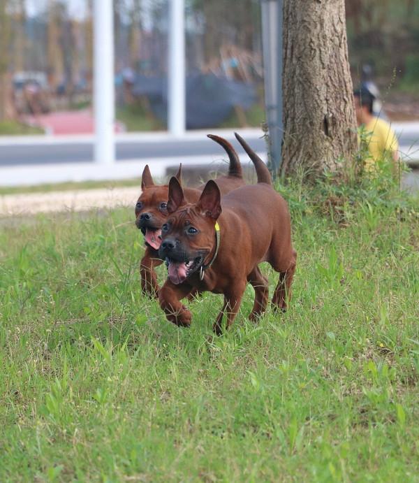 最新規定來了!這幾種狗被禁養,你最想拯救哪種? 最新規定來了!這幾種狗被禁養,你最想拯救哪種?