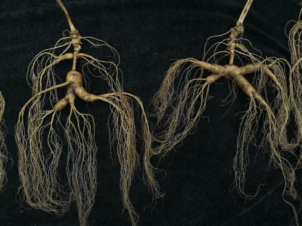 林下參雖好，但當下市場有幾個真貨？