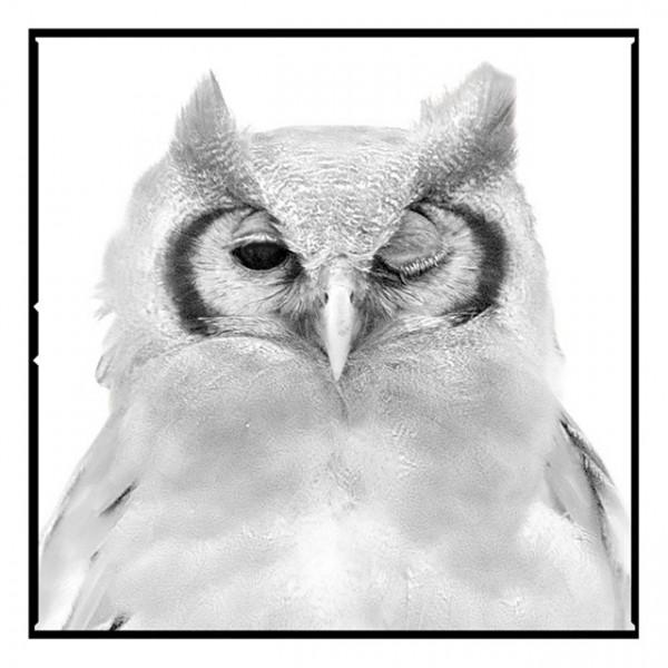 會說話的動物肖像作品