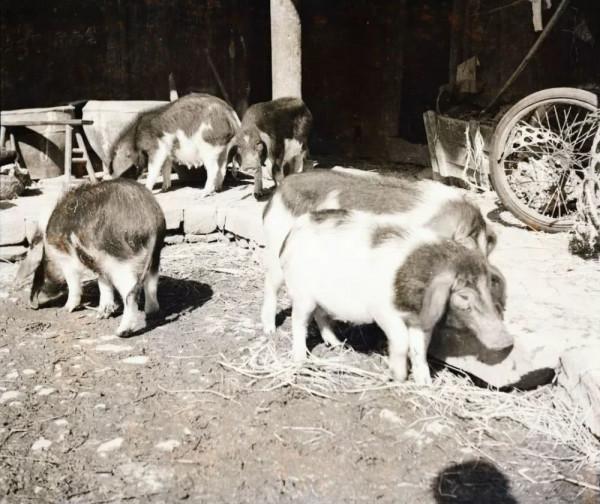 毛主席提升豬的地位至“六畜”之首：一定要做到可以“有豬吃”