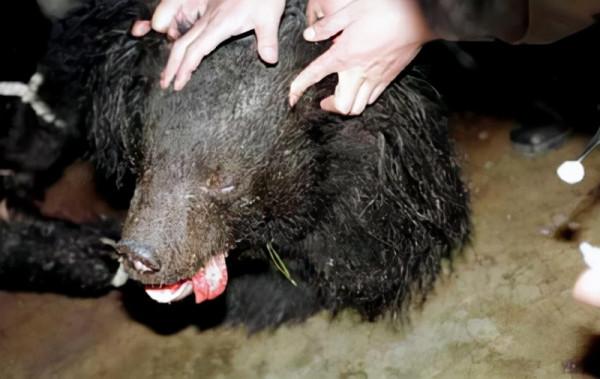 19年前北京“硫酸傷熊事件”的清華大學生,從天之驕子到學校之恥 19年前北京“硫酸傷熊事件”的清華大學生,從天之驕子到學校之恥