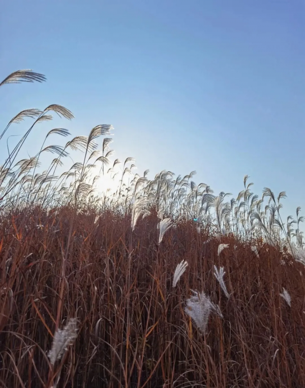 再不去看就晚了！山東6個小眾又絕美的賞蘆勝地，濃縮了整個冬日的浪漫！