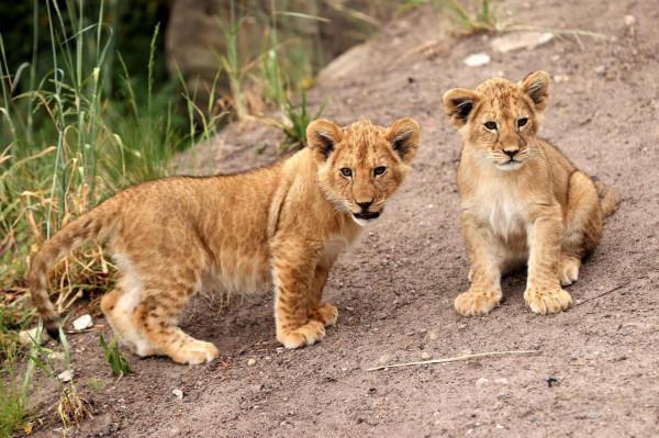 悉尼:幼獅亮相 悉尼:幼獅亮相