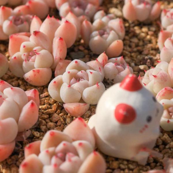 看了就想抱回家的多肉