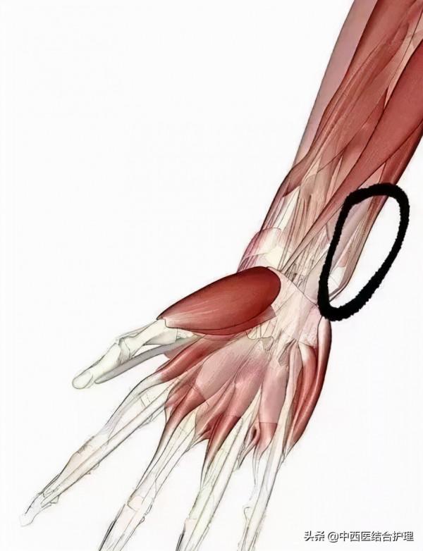 「穴位養生」經常失眠怎麼辦？快來揉一揉手腕上這條“筋”吧