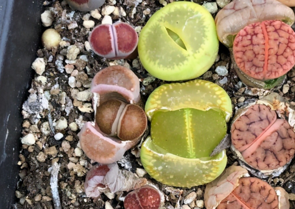 養蛻皮中的石生花,做好這4件事,才是名副其實的“富貴玉” 養蛻皮中的石生花,做好這4件事,才是名副其實的“富貴玉”