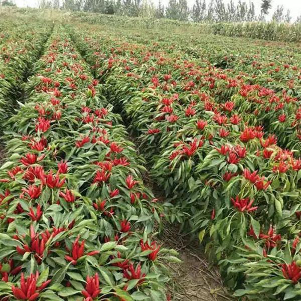 同樂16朝天椒簇生小米椒指天椒高產辣椒種子 同樂16朝天椒簇生小米椒指天椒高產辣椒種子