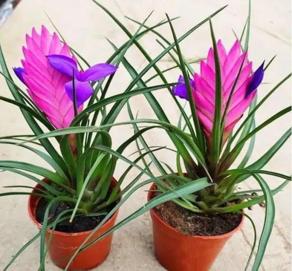 鐵蘭花一一堅強