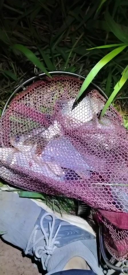 中魚切線始終是一種遺憾但也是釣魚的魅力所在，最終擒獲巨型羅非