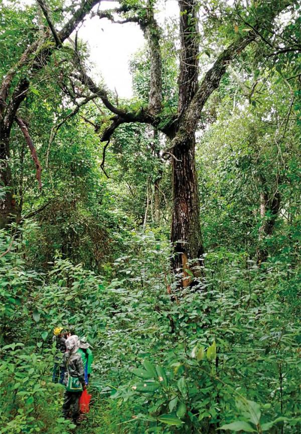 夢幻之林：蘇湖林區的漫步與燈誘