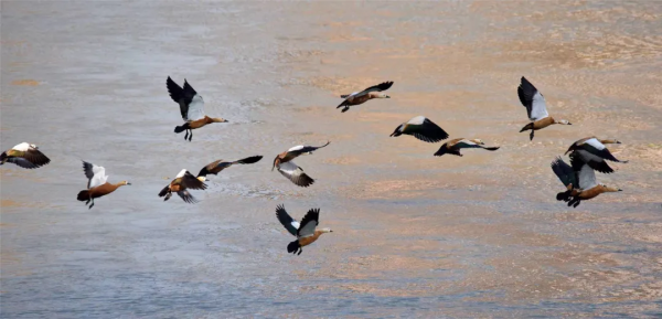 40+張大片!帶你領略這裡的“鳥禽圖鑑”! 40+張大片!帶你領略這裡的“鳥禽圖鑑”!