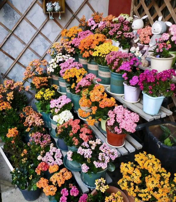 5種“懶人花”適合客廳養，怎麼折騰也不死，越是“賤養”越爆棚