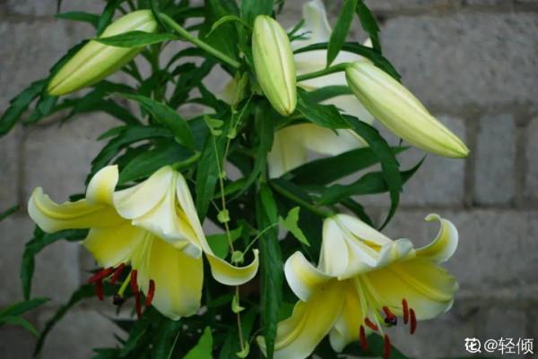 百合開花後，養分消耗太大，補充肥料是關鍵