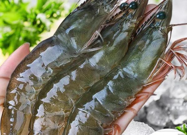 優質蛋白蝦 免疫系統疾病的人能吃蝦嗎 什麼人不能吃蝦