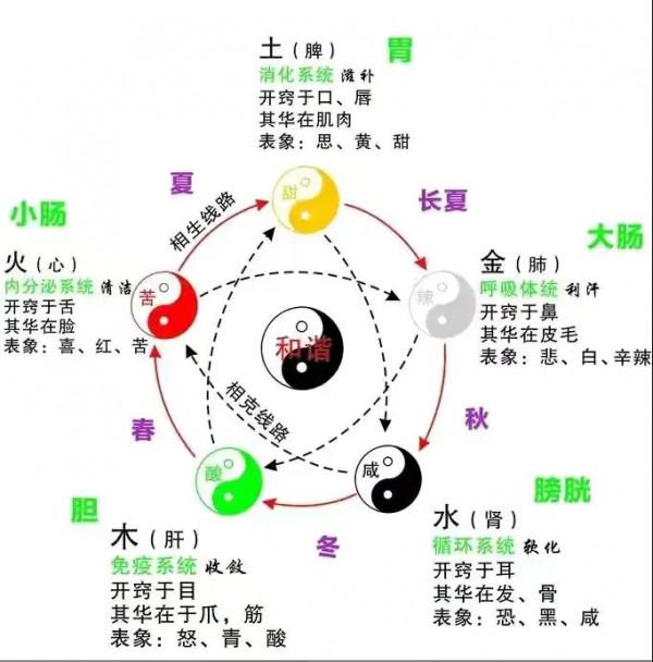 五臟總論之一:脾肺,混元為一也 五臟總論之一:脾肺,混元為一也