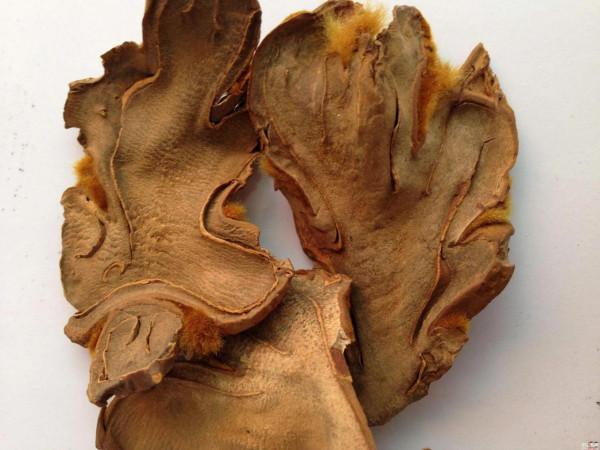 中藥知多少？&mdash;&mdash;狗脊