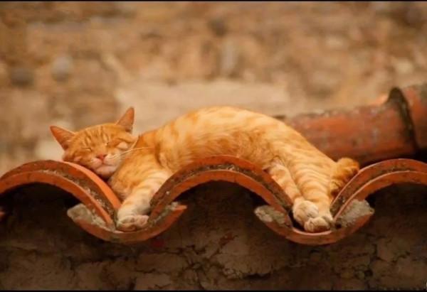 霸氣的貓科動物