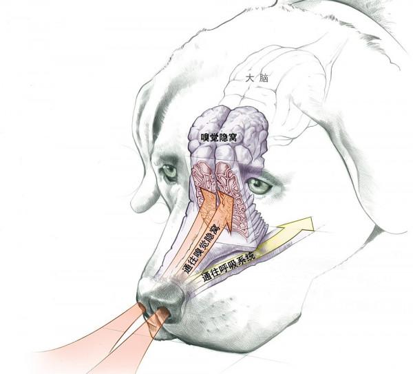 在各類救援場合下大放異彩的搜尋犬,憑的是哪項過人的本事? 在各類救援場合下大放異彩的搜尋犬,憑的是哪項過人的本事?