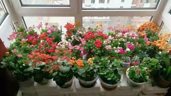 七大“美麗花”,冷天不能多澆水,多曬“少管”更健壯 七大“美麗花”,冷天不能多澆水,多曬“少管”更健壯