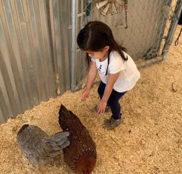 章子怡6歲女兒打針不怕疼！盯著針頭扎入胳膊，一臉淡定膽子超大