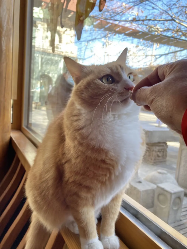 小仙拒絕零食，有多難