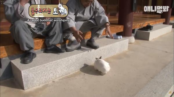 奇葩韓國高中生沉迷養雞，還帶雞上課，200只稀有雞震驚鳥類專家