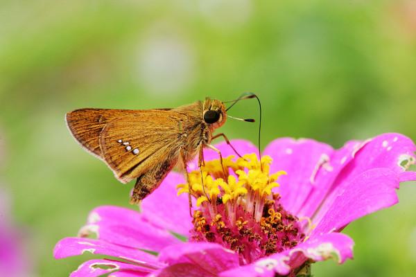 在時空中旅行的昆蟲：生命力堪比水熊蟲的蚊子
