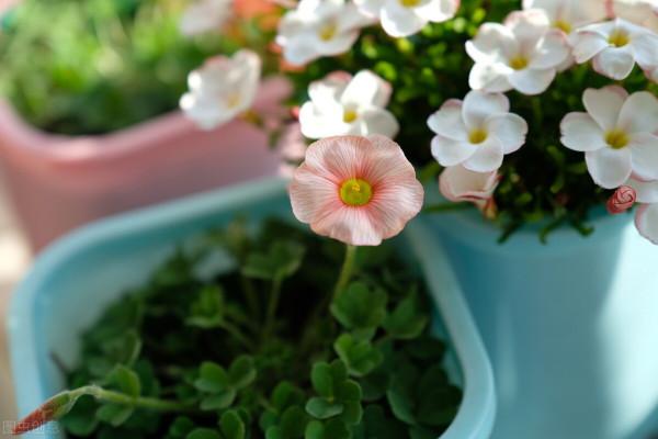 雙11花草“值得買”清單,共16種,後3種“吉祥如意”,重點關注 雙11花草“值得買”清單,共16種,後3種“吉祥如意”,重點關注