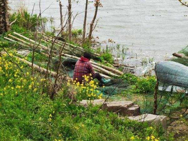 黃花錦簇白馬湖