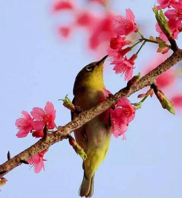 100幅美麗的鳥圖欣賞