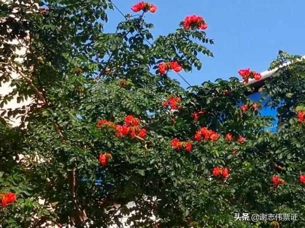 海南風光美（048）火焰樹花開紅豔豔