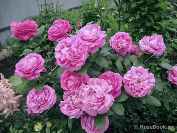 月季品種裡，據有牡丹月季之稱的6個品種，爭奇鬥豔，美不勝收