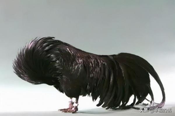 比孔雀還漂亮的雞！大開眼界