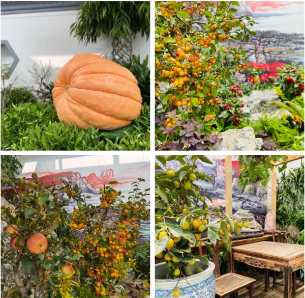 這幾個公園“上新”了，有菊花、蘭花、南瓜、石榴、山楂…