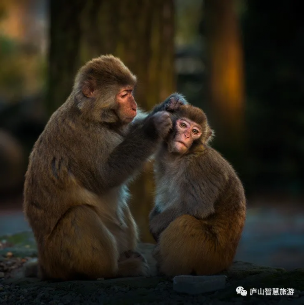 李白,一生好入廬山遊! 李白,一生好入廬山遊!