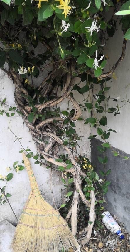 5種“漂亮花”,別隨便曬太陽,曬得越多,開花越少,別弄反了 5種“漂亮花”,別隨便曬太陽,曬得越多,開花越少,別弄反了