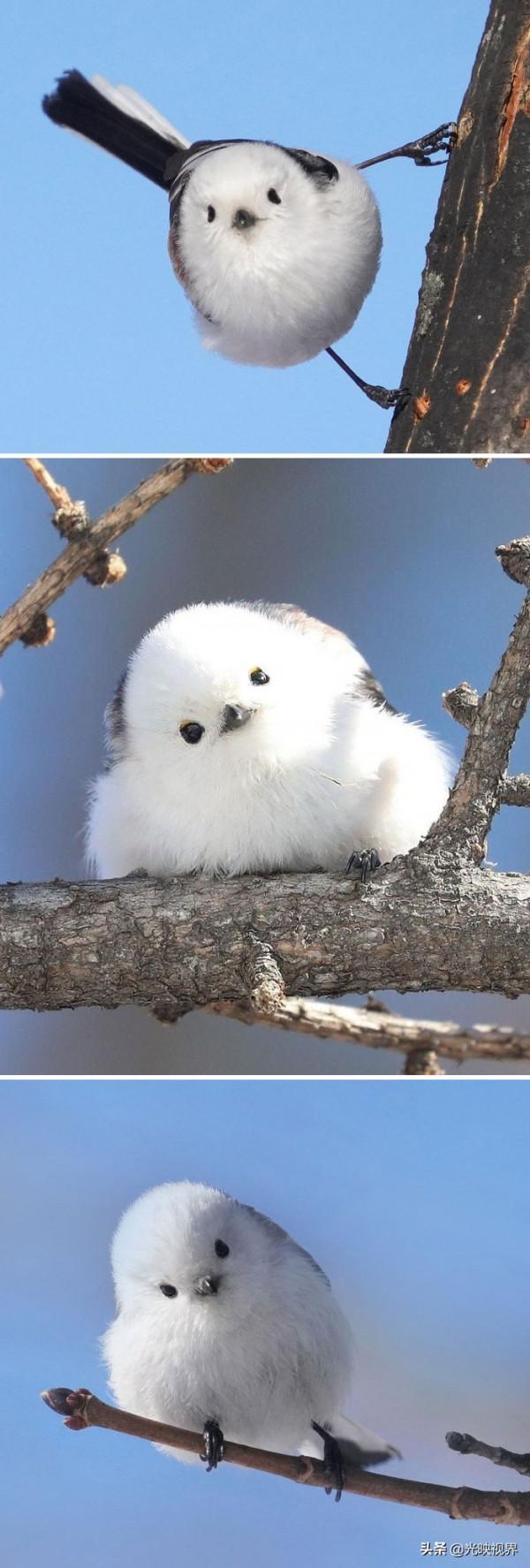 30種你可能沒聽說過的非常美麗的鳥