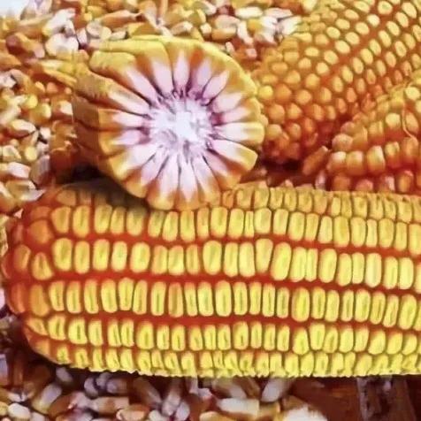 適合23省市種植，畝產可超兩千斤，國審玉米品種聯創808最新詳解