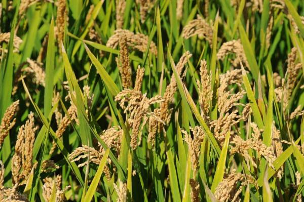 老話說“八月十五看月光,可知來年荒不荒”為何意?怎樣看月光? 老話說“八月十五看月光,可知來年荒不荒”為何意?怎樣看月光?